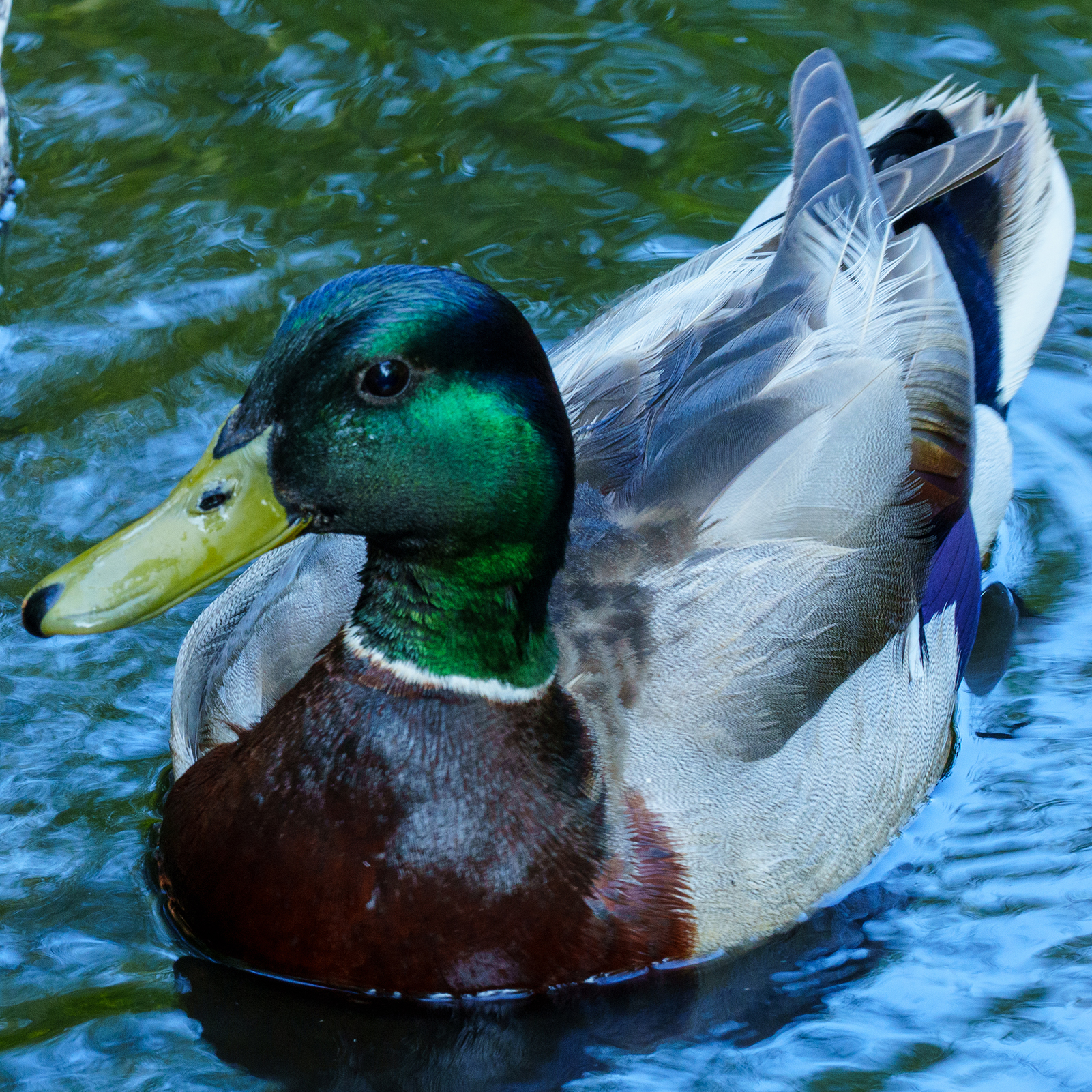 Duck